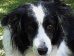 panoramio.com Bordercollie