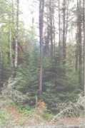 rook.org Boreal
