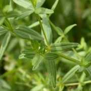 plant-identification.co.uk Boreale