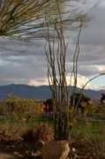 panoramio.com Borego