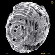 foraminifera.eu Borelis