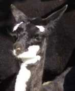 nordfarm.ch Borena
