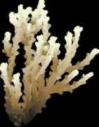 ian.umces.edu Borgesen