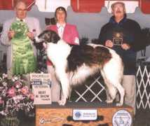 firebirdborzoi.com Borick