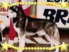 huskysiberiano.com.br Boriel