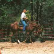 team-fubar-rodeo.com Boright