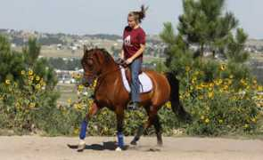 wintersteenarabians.com Borkata