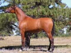 wintersteenarabians.com Borkata