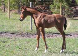wintersteenarabians.com Borkata