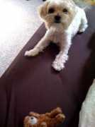 Borkie