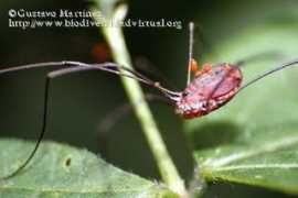 biodiversidadvirtual.org Borlado