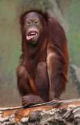 theanimalfiles.com Bornean