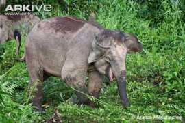 arkive.org Bornean