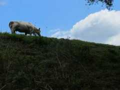 panoramio.com Bornem