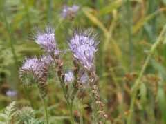 hollandnatuur.nl Bornia