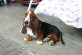 bassets.cz Bornik