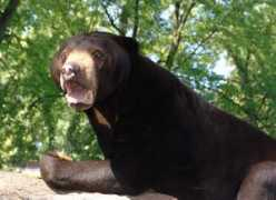 zookingdoms.com Bornio