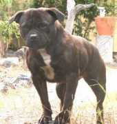 dogzonline.com.au Borolo