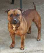 dogzonline.com.au Borolo