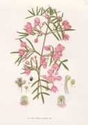 anbg.gov.au Boronia