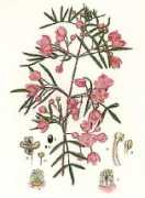 mountain-nursery.com.au Boronia