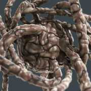 morphographic.com Bortolino