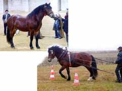 Bosar