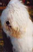 Bosca