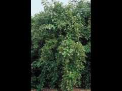 ontariogardening.com Bosea