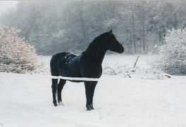 essestuteri.se Bosetta