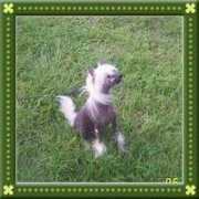 mosaic-cresteds.com Bosit