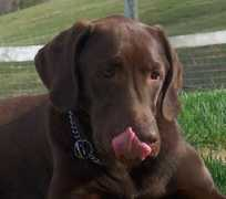 Bosley