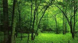 Bosques