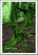 Bosques