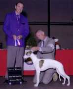 covecreekwhippets.com Bossan