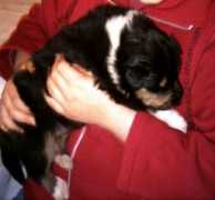 mondocollie.it Bossina