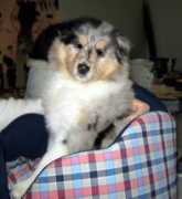 Bossino