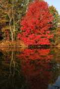 fineartamerica.com Bostian