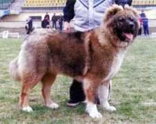 security-dog.org Bosya