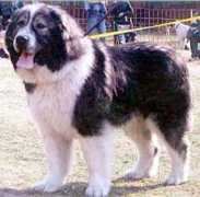 security-dog.org Bosya