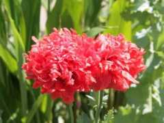 botanic.jp Botang