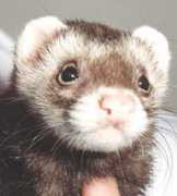 cascadeferret.org Botee