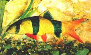 badmanstropicalfish.com Botia