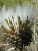 botanical-online.com Botris