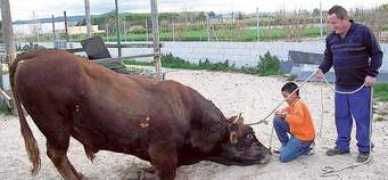 Bouer