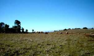 Boughaba