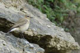 Bouillerce