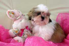 shihtzu.free.fr Boukha