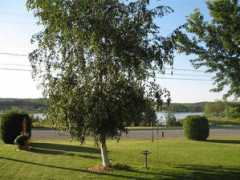 innsnorthamerica.com Bouleau