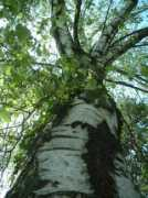 lepetitherboriste.net Bouleau